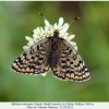 melitaea interrupta kuban female2